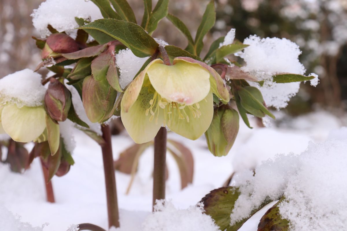 Hellebore flowers in snow