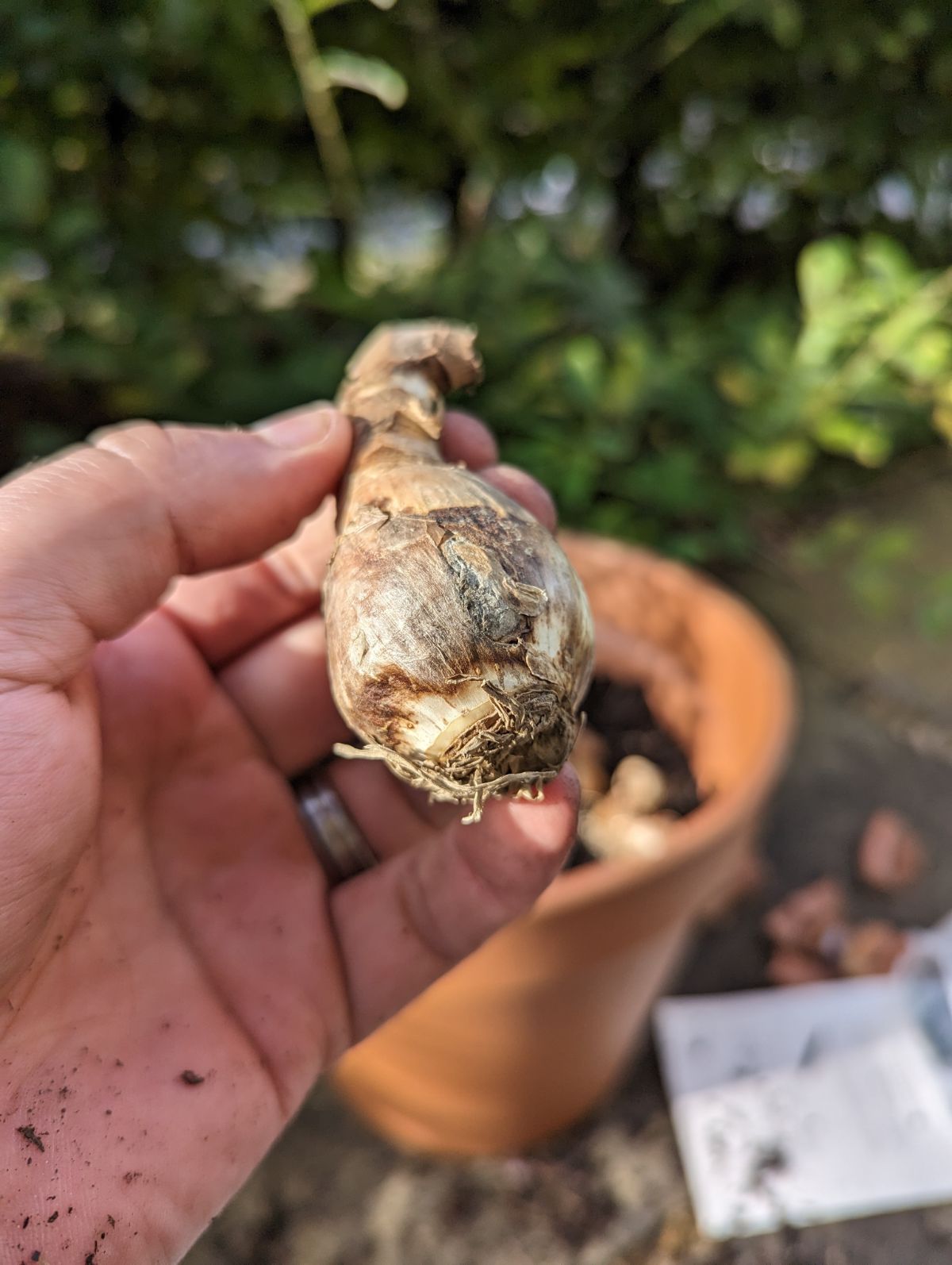 Old roots on a dormant bulb