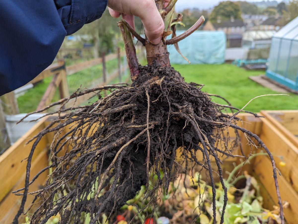 A dahlia tuber with roots and soil