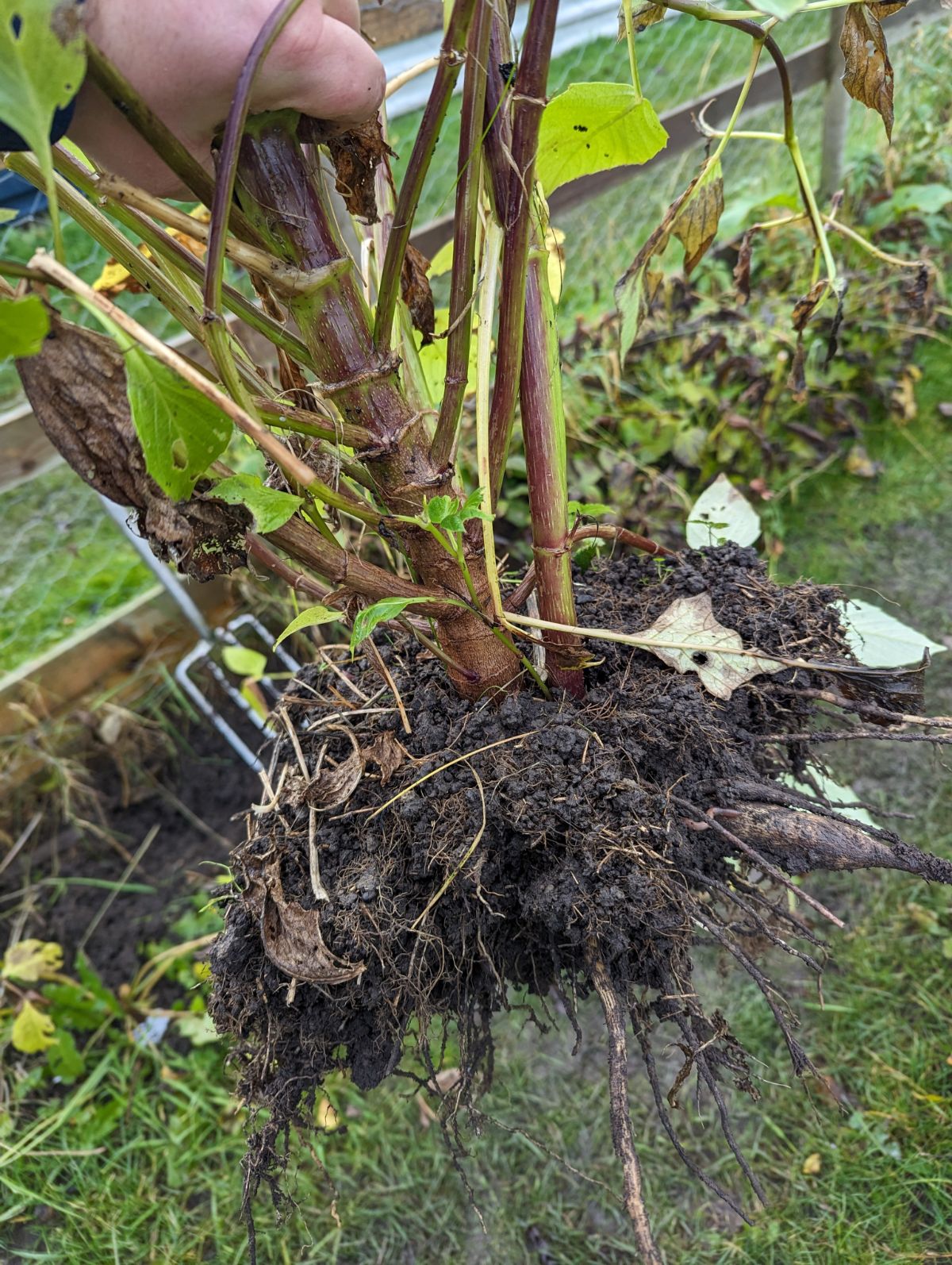 A freshly dug dahlia with soil on the roots