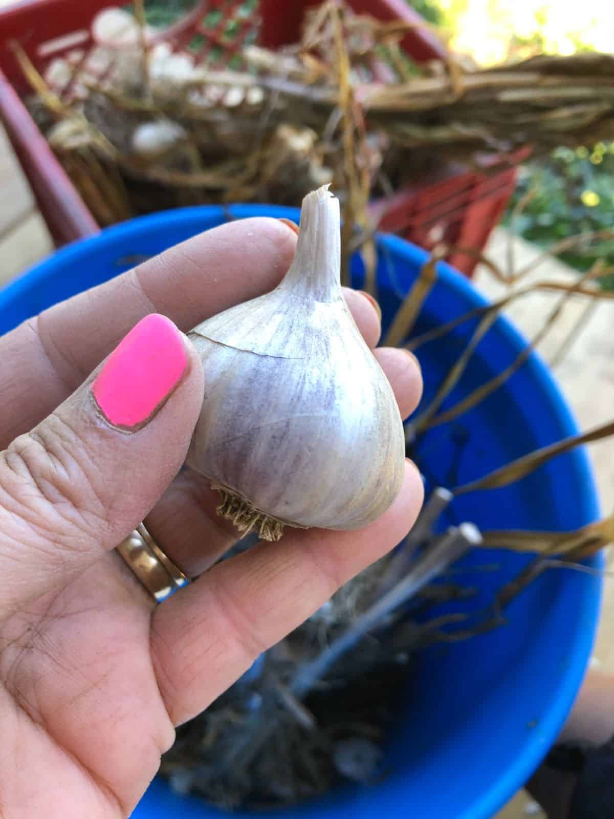 Inspecting a head of garlic for planting
