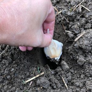 A gardener planting a garlic clove in the soil.