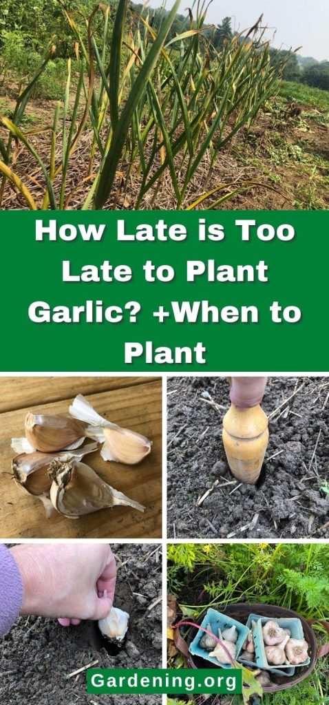 How Late is Too Late to Plant Garlic? +When to Plant pinterest image.