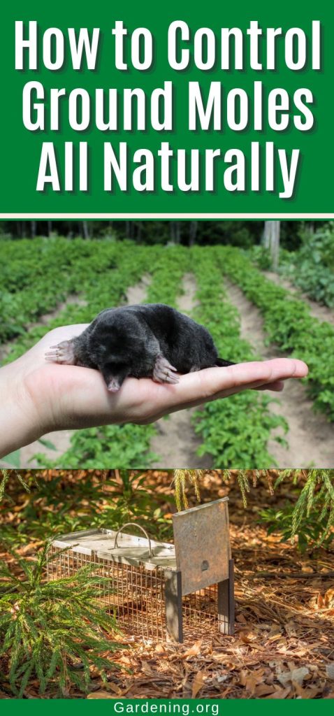 How to Control Ground Moles All Naturally pinterest image.
