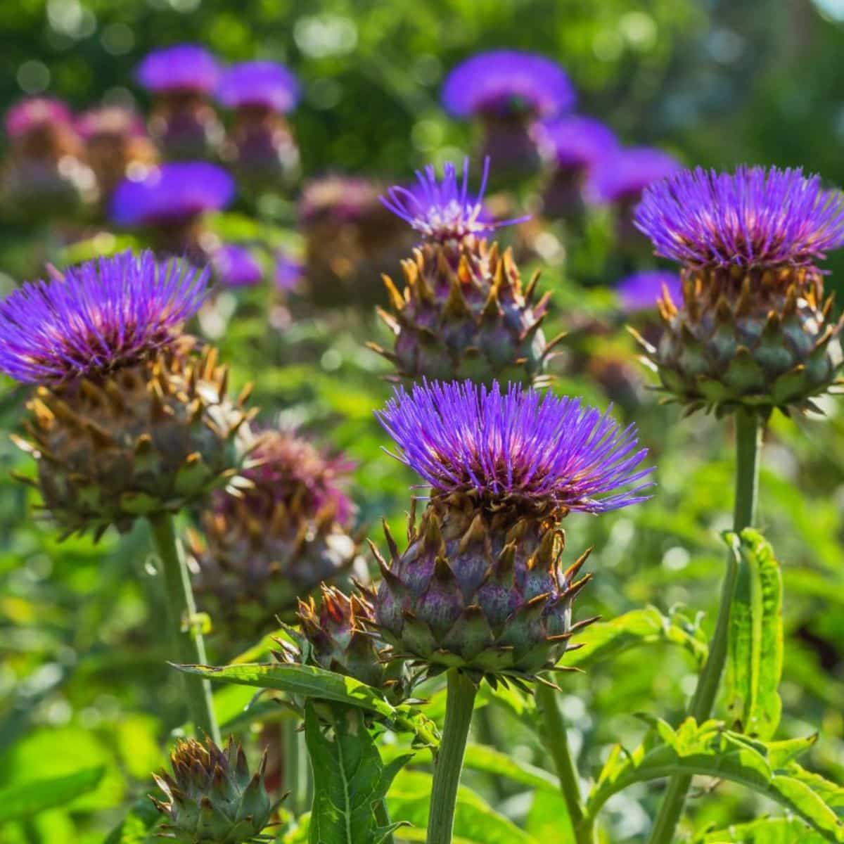 Cardoon plant in purple bloom.