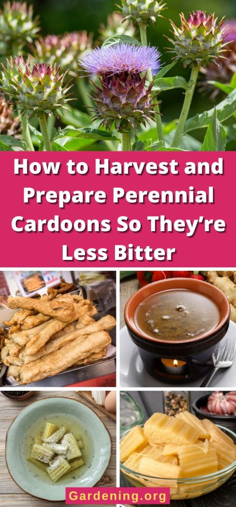 How to Harvest and Prepare Perennial Cardoons So They’re Less Bitter pinterest image.