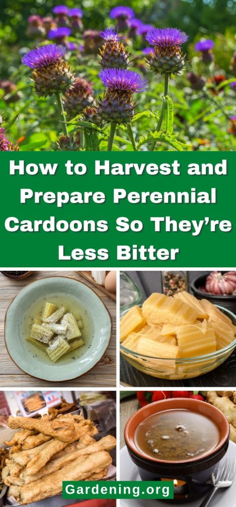 How to Harvest and Prepare Perennial Cardoons So They’re Less Bitter pinterest image.