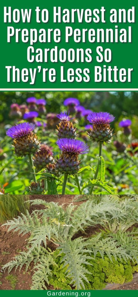 How to Harvest and Prepare Perennial Cardoons So They’re Less Bitter pinterest image.