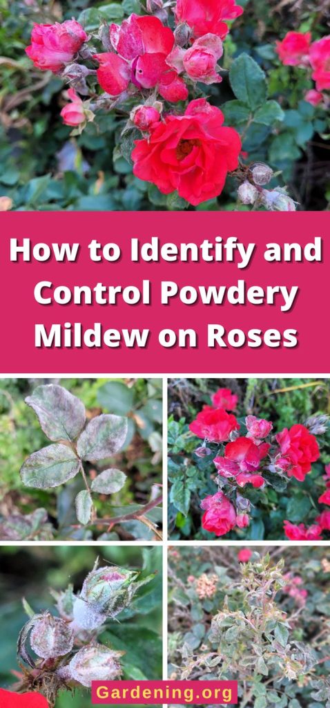 How to Identify and Control Powdery Mildew on Roses pinterest image.