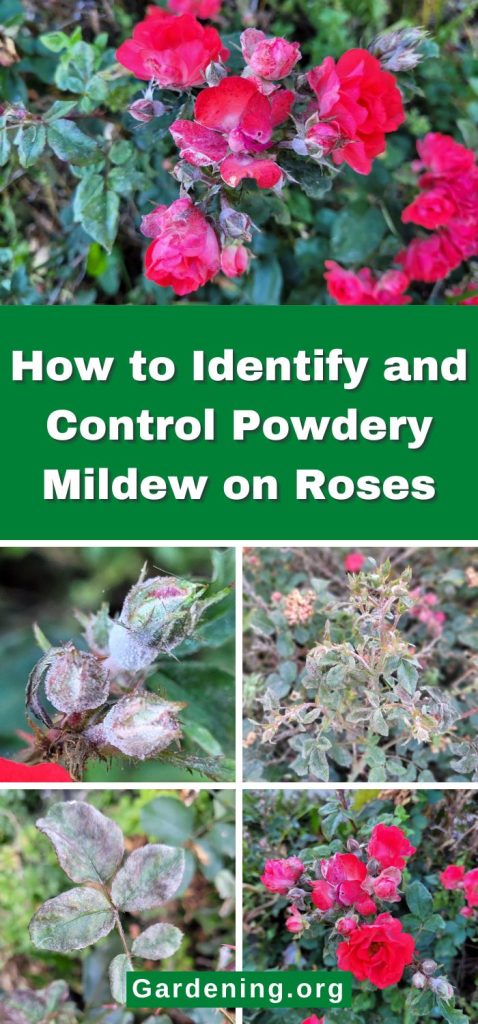 How to Identify and Control Powdery Mildew on Roses pinterest image.