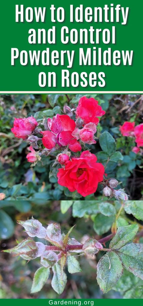 How to Identify and Control Powdery Mildew on Roses pinterest image.