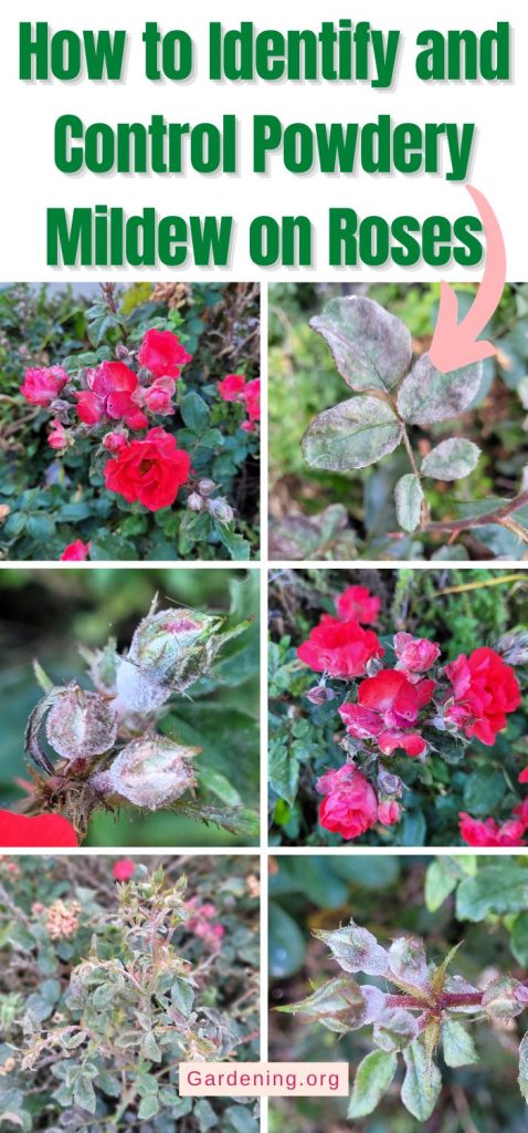 How to Identify and Control Powdery Mildew on Roses pinterest image.