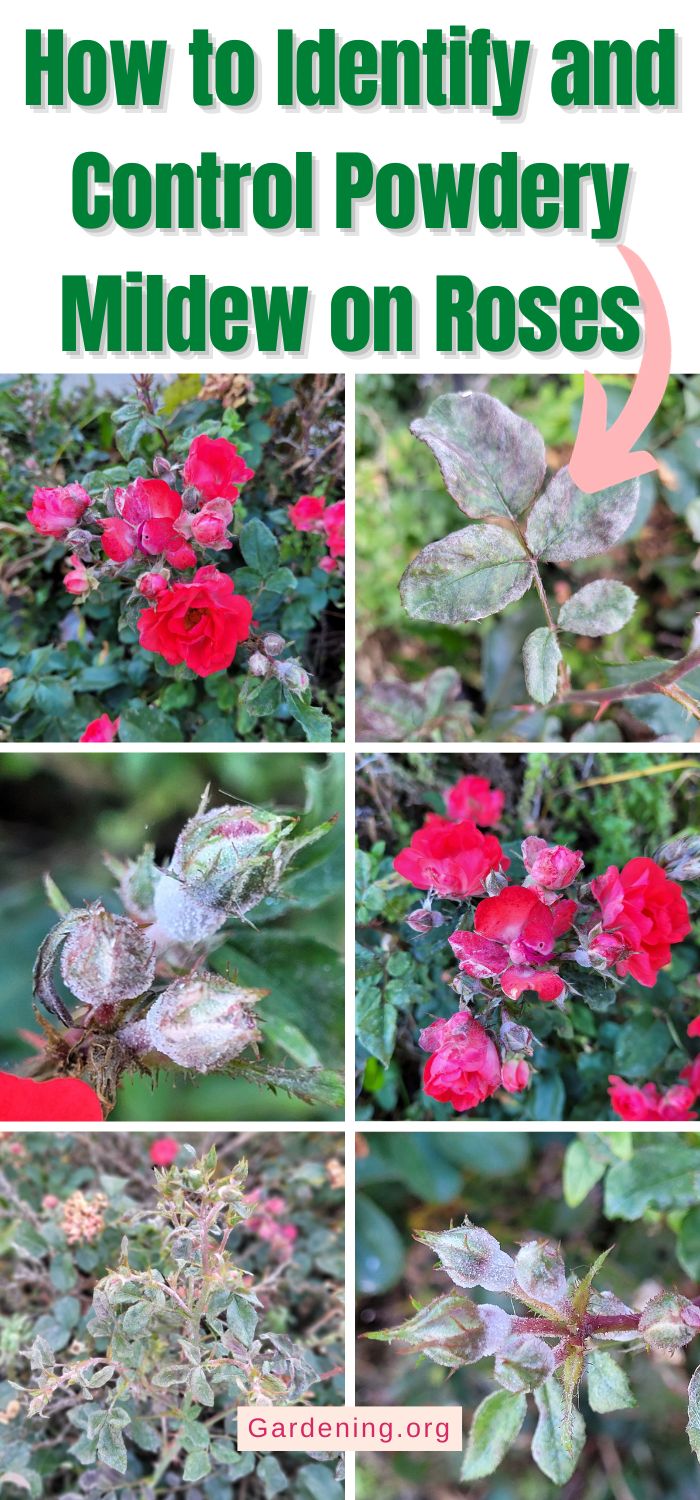 How to Identify and Control Powdery Mildew on Roses - Gardening
