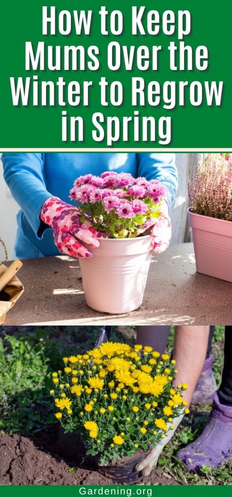 How to Keep Mums Over the Winter to Regrow in Spring pinterest image.