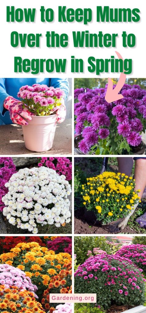 How to Keep Mums Over the Winter to Regrow in Spring pinterest image.