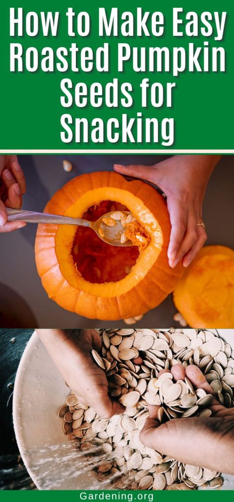How to Make Easy Roasted Pumpkin Seeds for Snacking pinterest image.