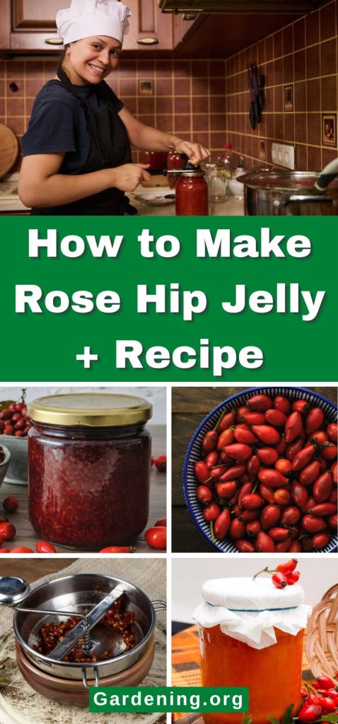 How to Make Rose Hip Jelly + Recipe pinterest image.