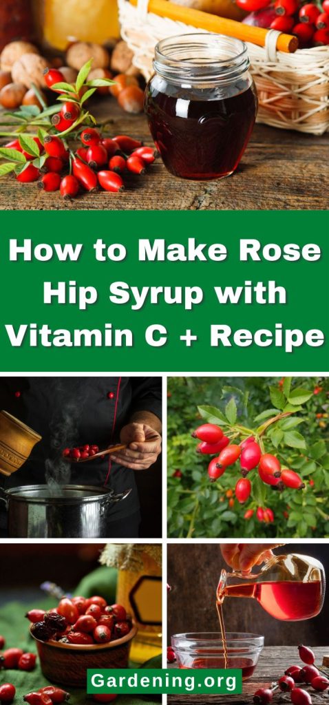 How to Make Rose Hip Syrup with Vitamin C + Recipe pinterest image.