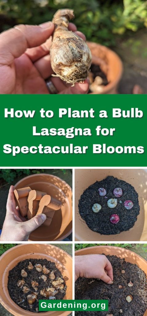 How to Plant a Bulb Lasagna for Spectacular Blooms pinterest image.