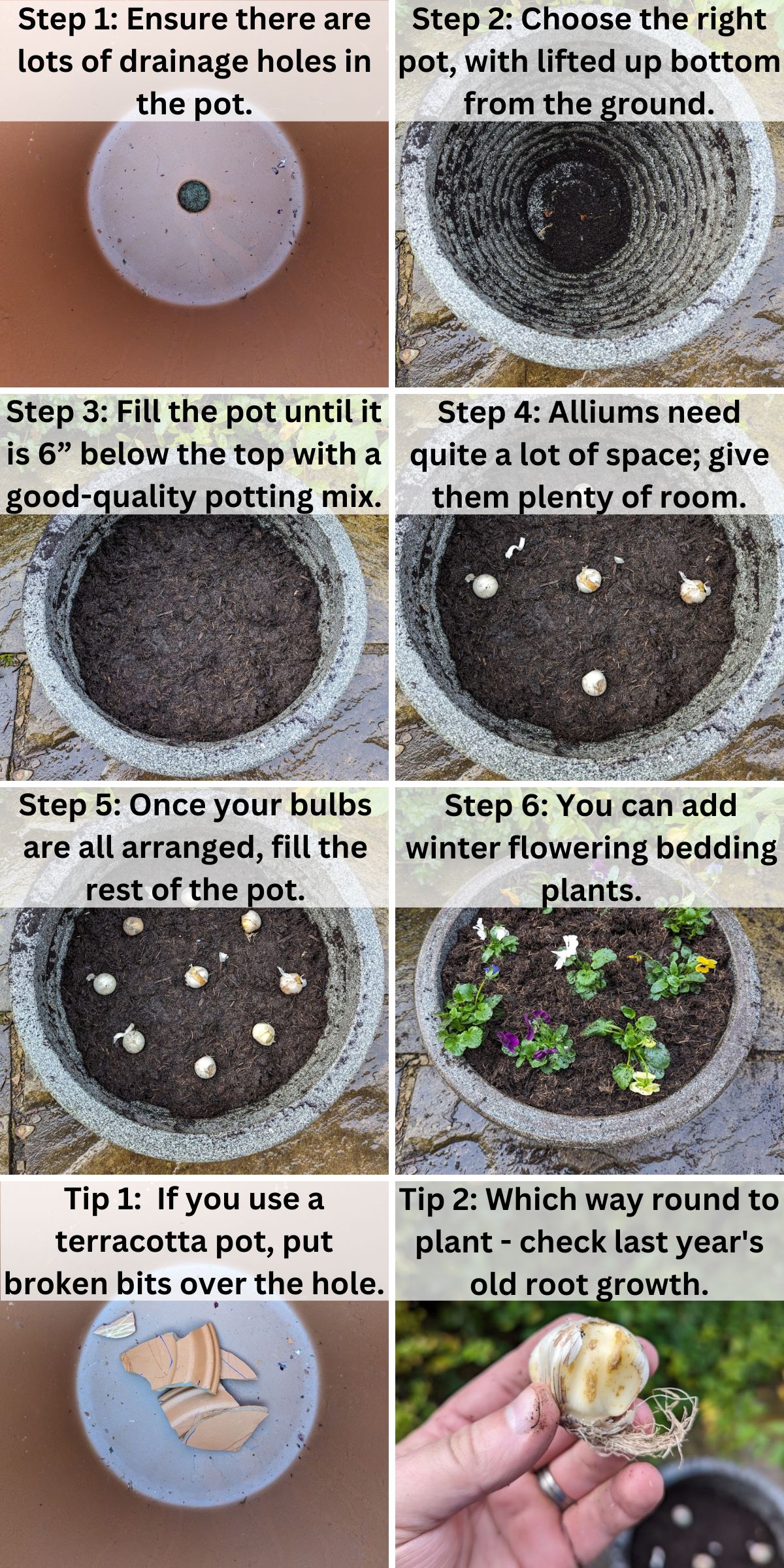 How To Plant Alliums In Pots 