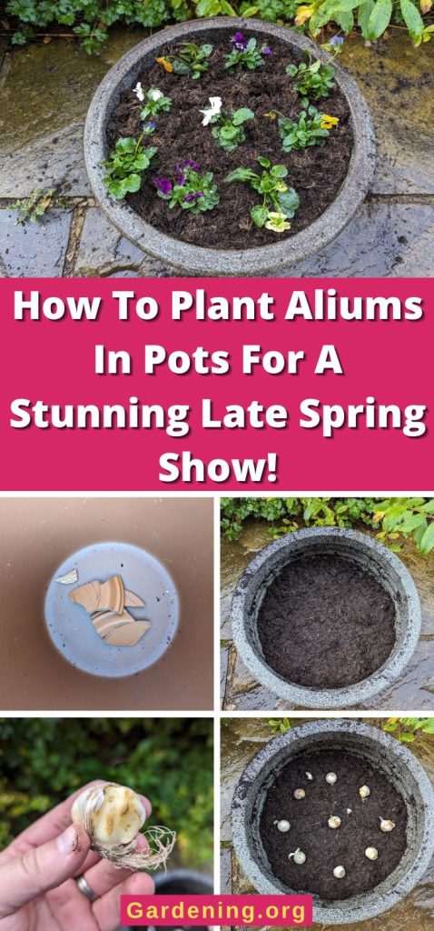 How To Plant Aliums In Pots For A Stunning Late Spring Show! pinterest image.