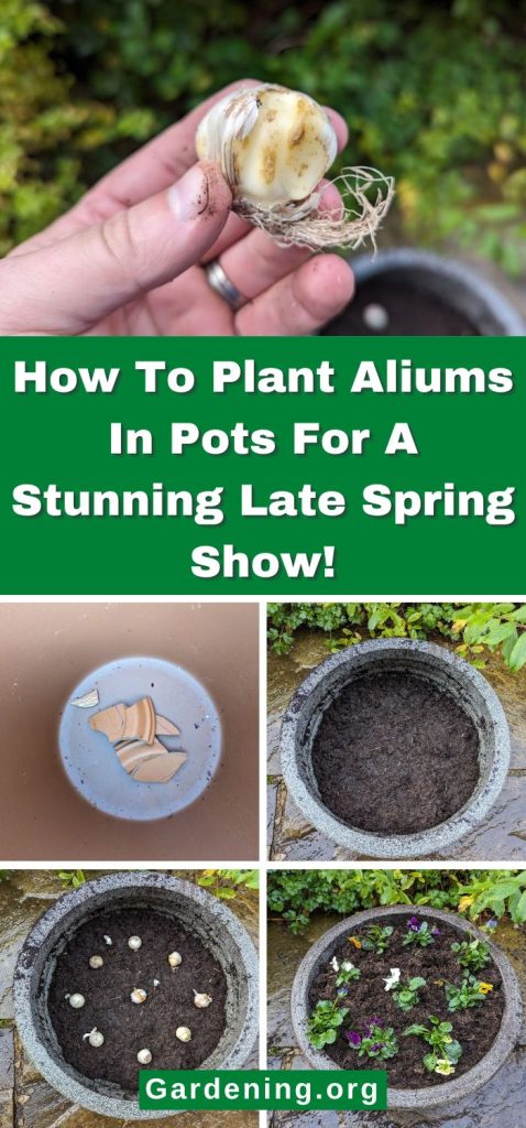 How To Plant Aliums In Pots For A Stunning Late Spring Show! pinterest image.