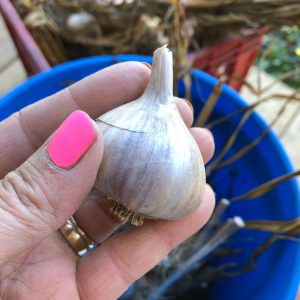 A hand holds a homegrown garlic head.