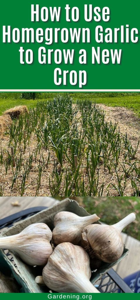 How to Use Homegrown Garlic to Grow a New Crop pinterest image.