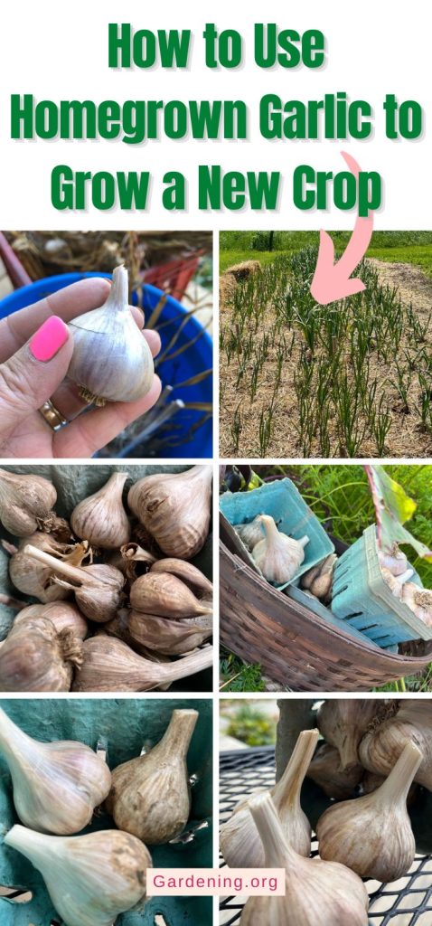 How to Use Homegrown Garlic to Grow a New Crop pinterest image.