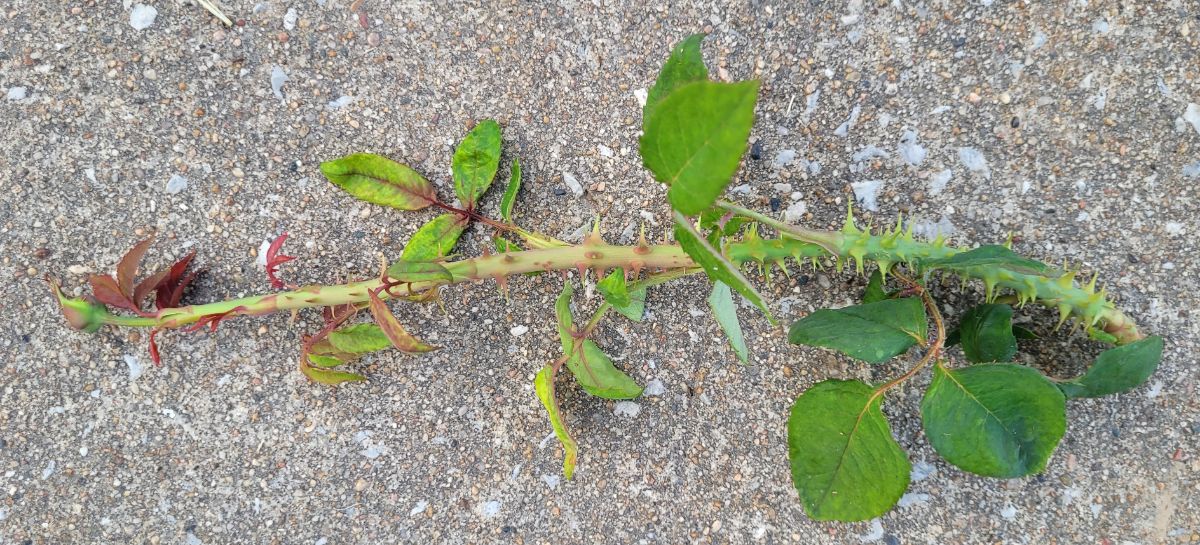 A rose stem with rose rosette disease