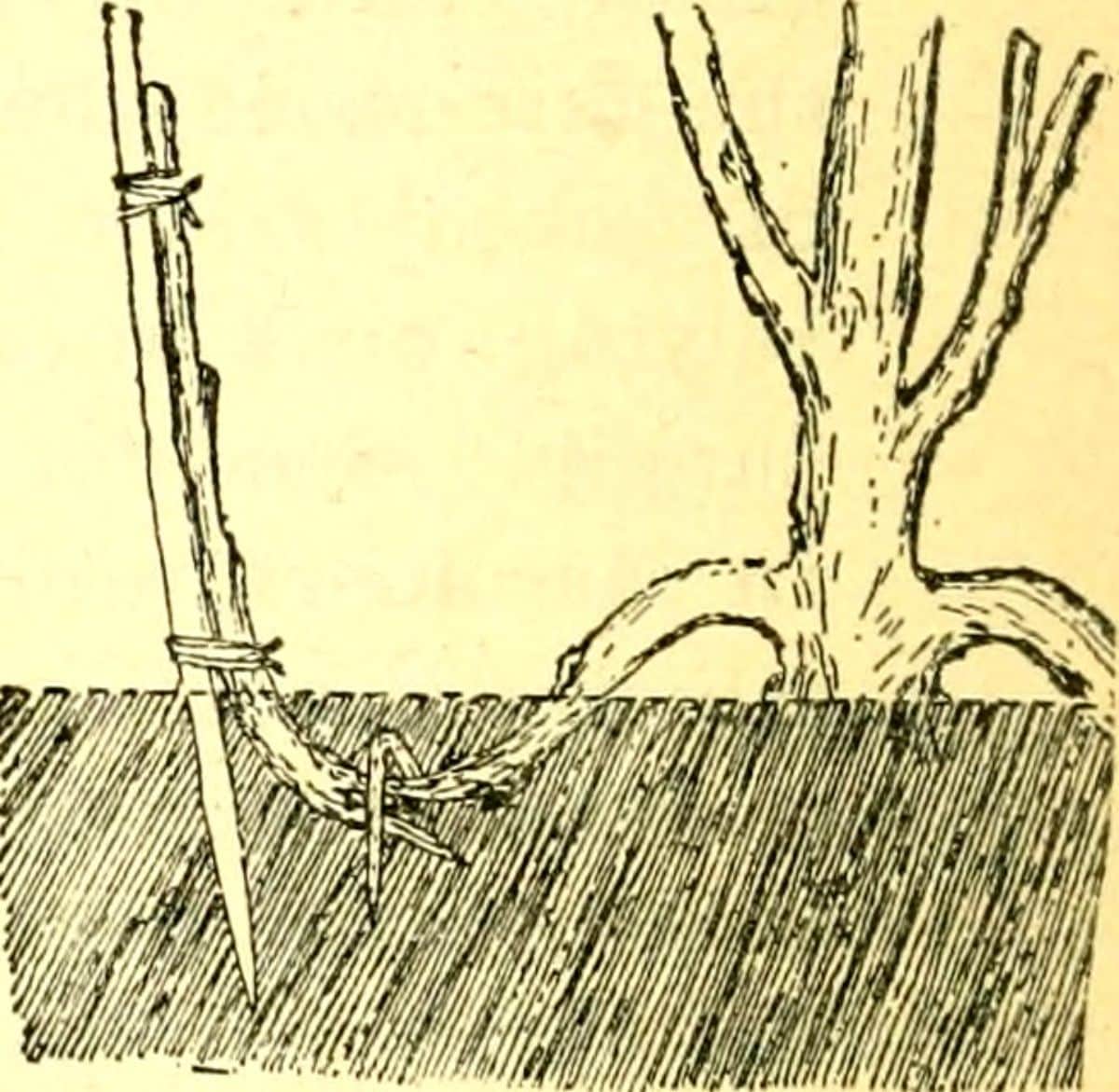 Layering method of propagating roses