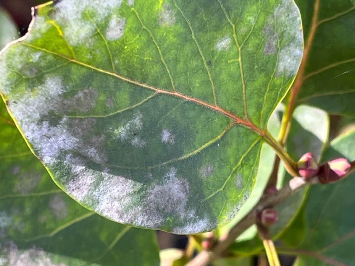 Powdery mildew on a plant leaf