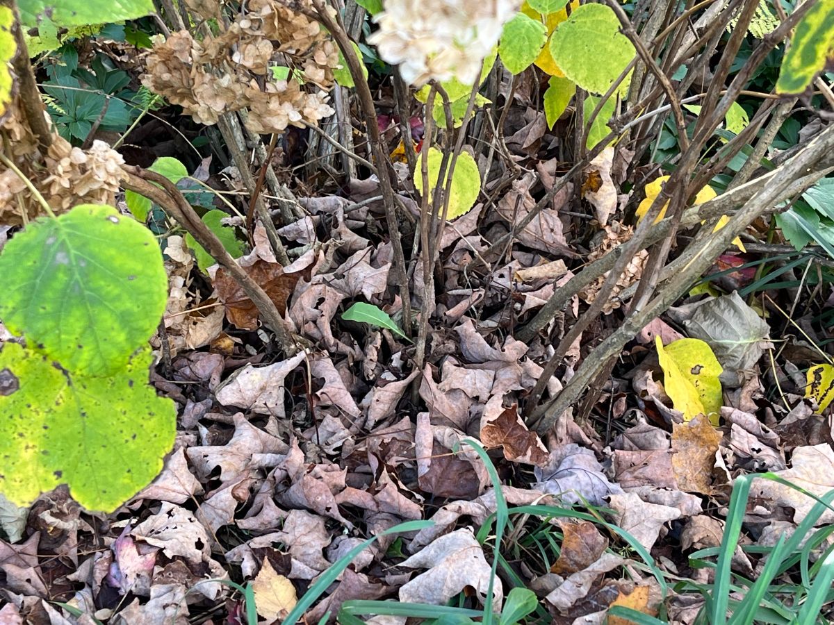 Natural leaf litter mulch under a hydrangea bush