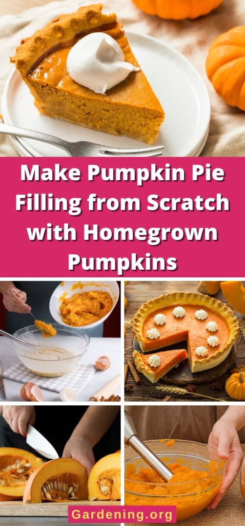 Make Pumpkin Pie Filling from Scratch with Homegrown Pumpkins pinterest image.