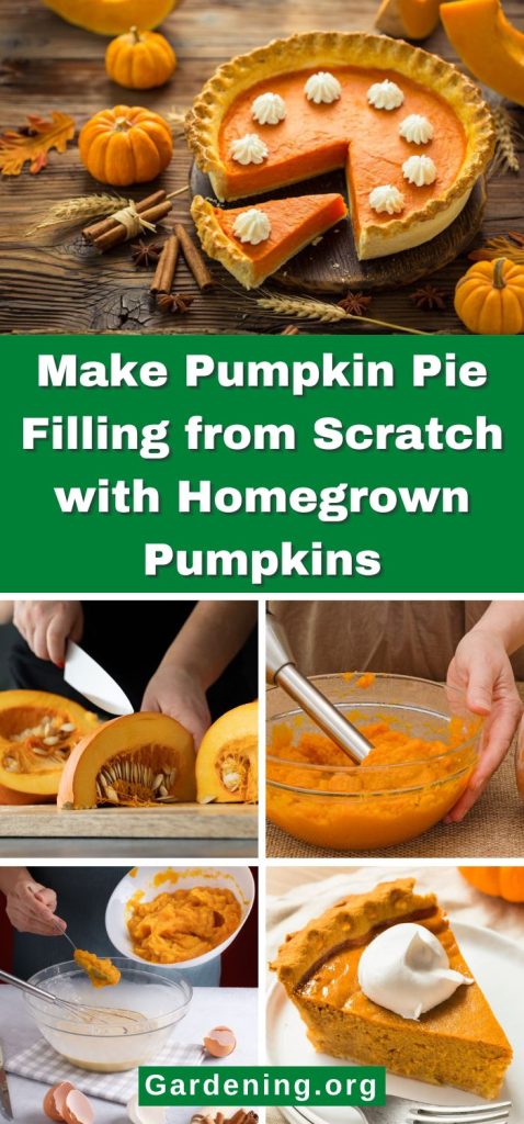 Make Pumpkin Pie Filling from Scratch with Homegrown Pumpkins pinterest image.