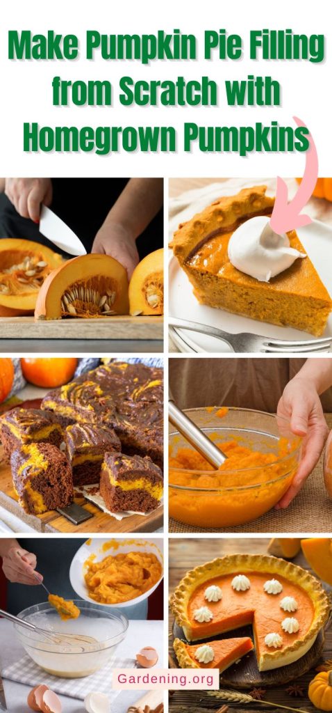 Make Pumpkin Pie Filling from Scratch with Homegrown Pumpkins pinterest image.