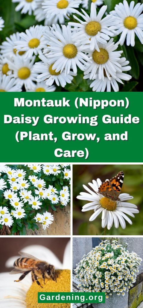 Montauk (Nippon) Daisy Growing Guide (Plant, Grow, and Care) pinterest image.
