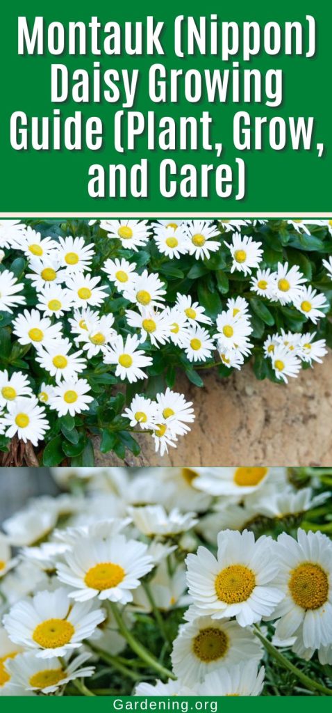 Montauk (Nippon) Daisy Growing Guide (Plant, Grow, and Care) pinterest image.