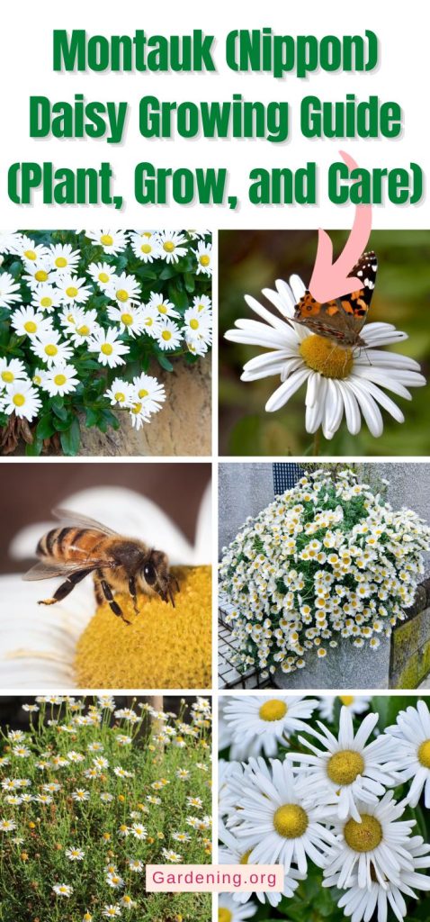How to Grow and Care for Montauk Daisies, Also Known as Nippon Daisies