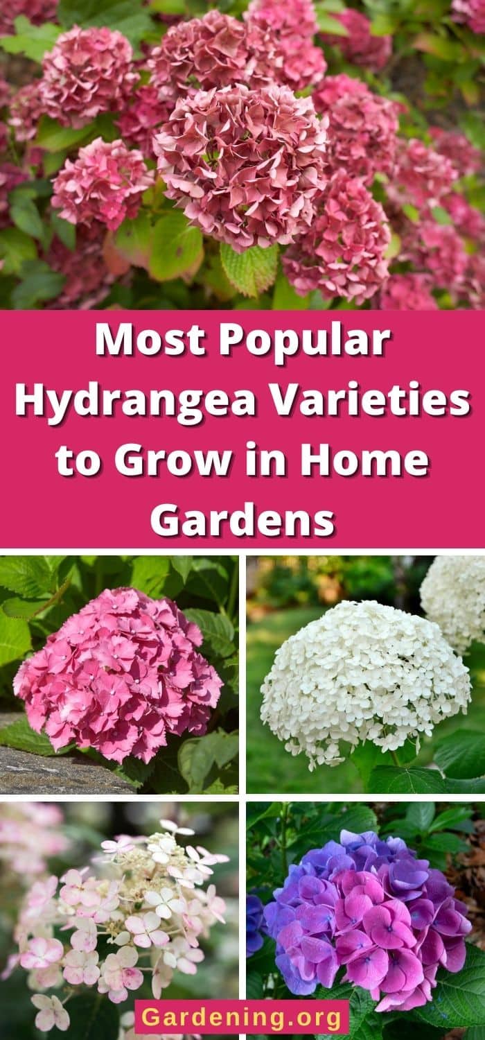 6 Most Popular Hydrangea Varieties to Grow in Home Gardens - Gardening