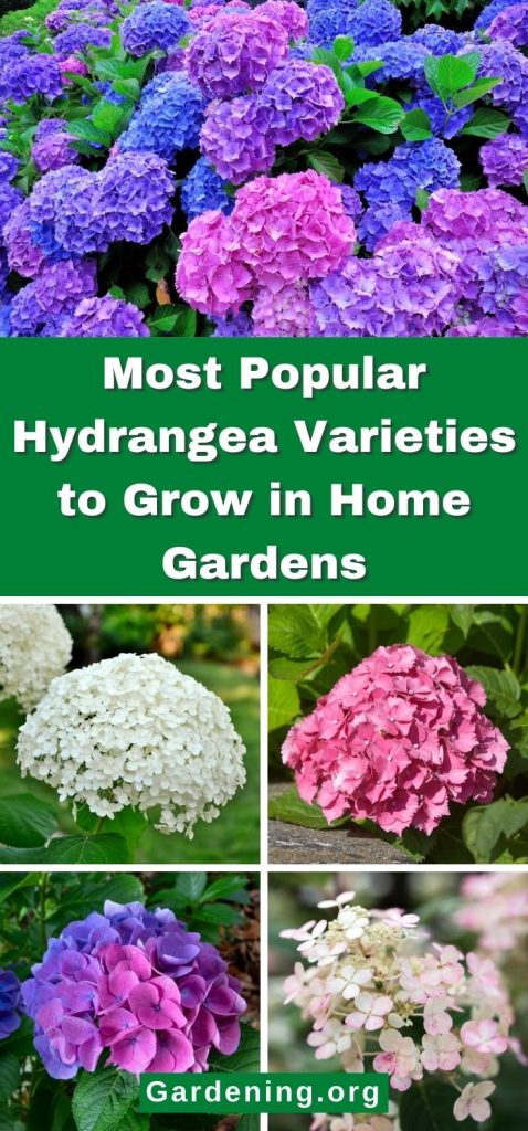 Most Popular Hydrangea Varieties to Grow in Home Gardens pinterest image.