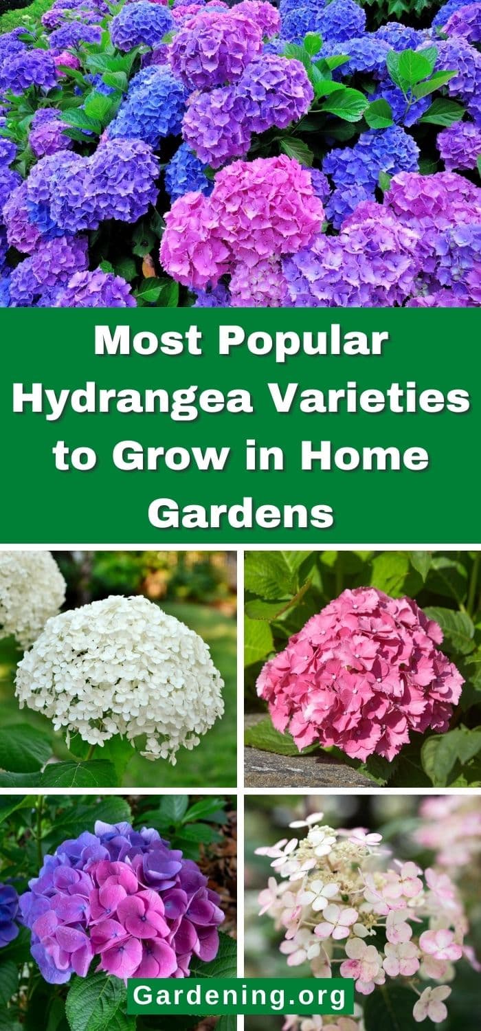 6 Most Popular Hydrangea Varieties to Grow in Home Gardens - Gardening