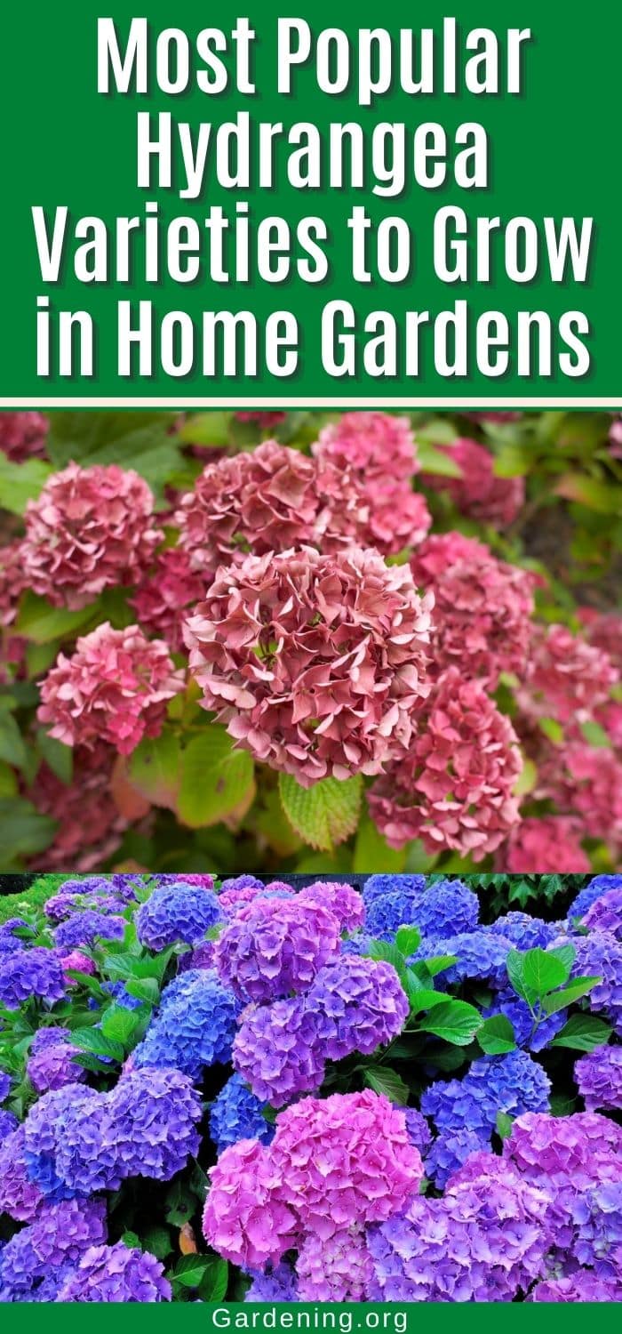 6 Most Popular Hydrangea Varieties to Grow in Home Gardens - Gardening