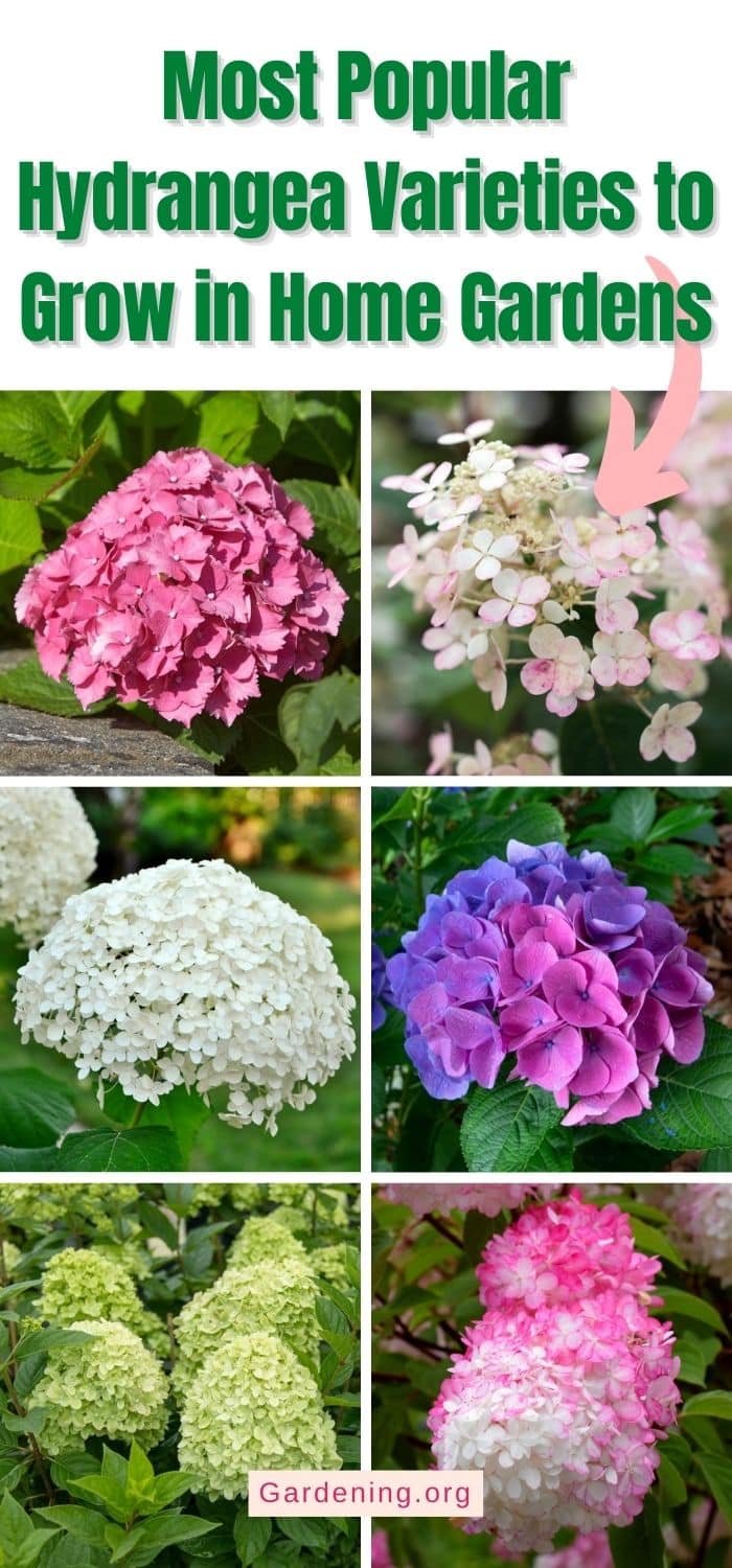 6 Most Popular Hydrangea Varieties to Grow in Home Gardens - Gardening