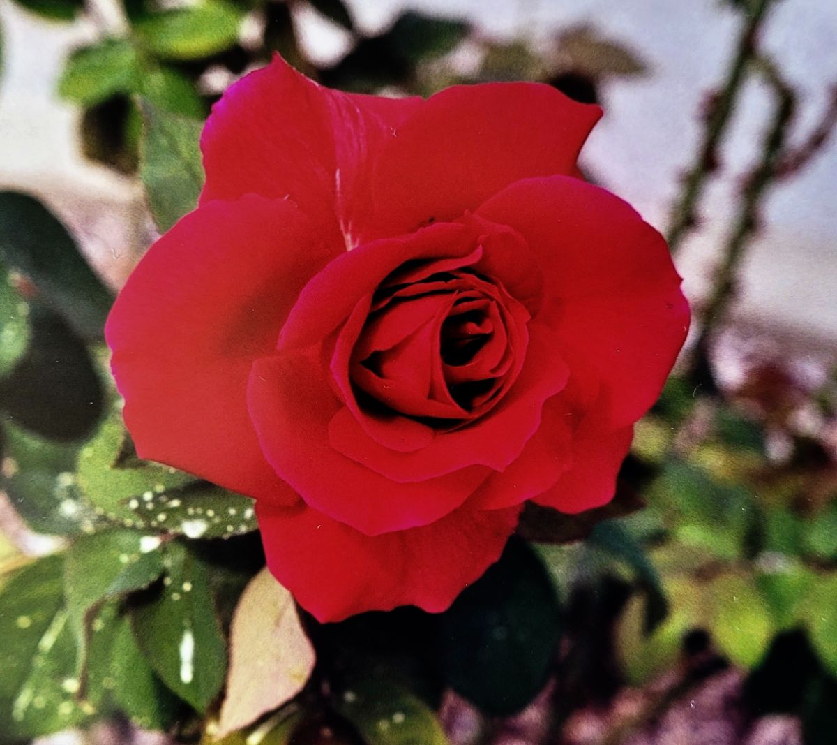 ‘Mr. Lincoln’ red rose