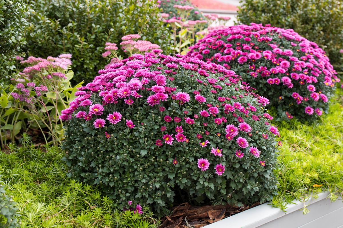 Purple hardy perennial mums in the ground