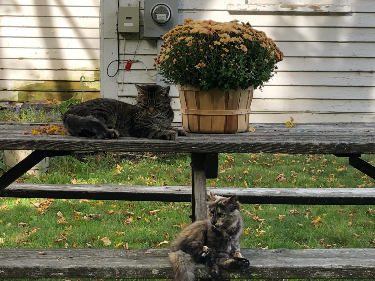Two cats with a potted mum on a table