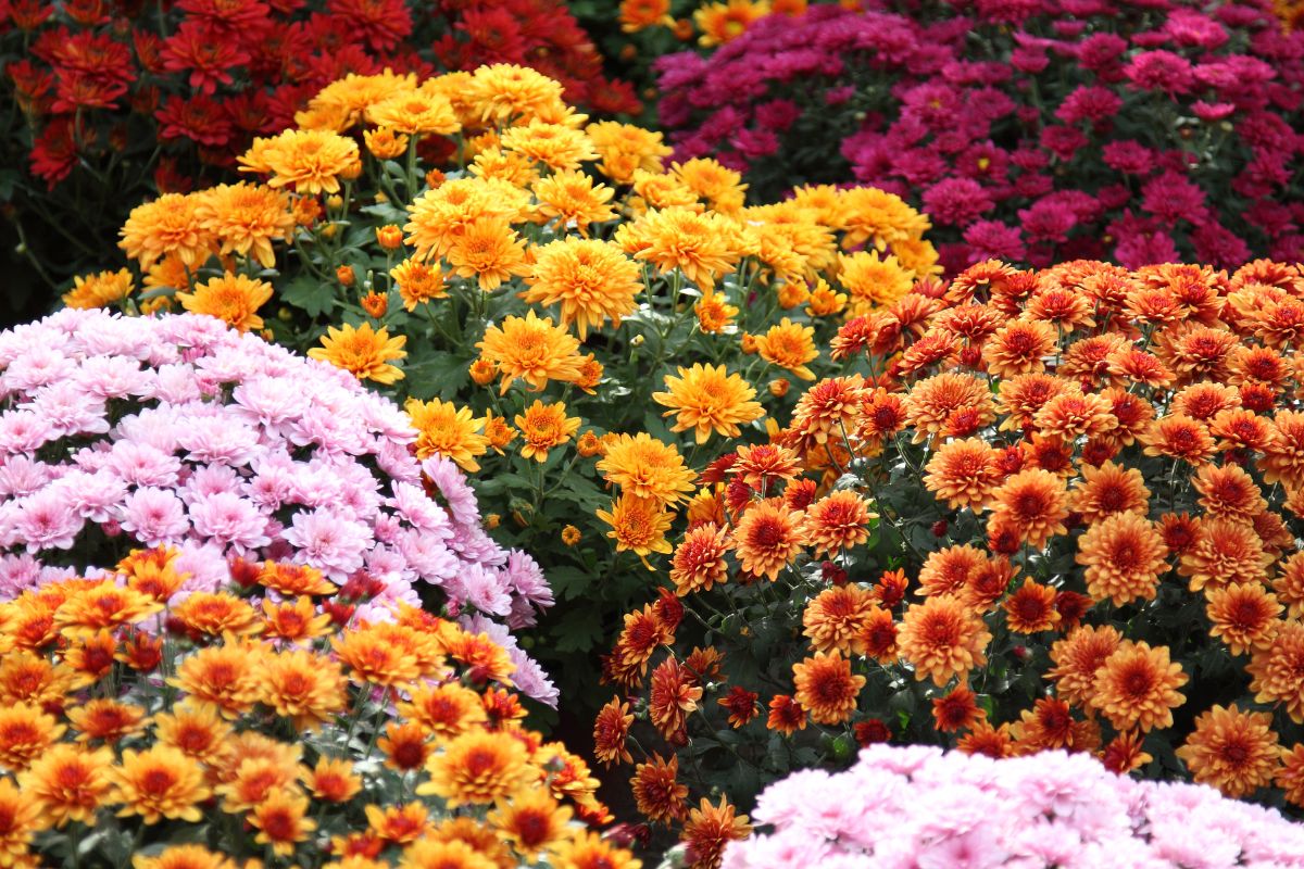 Hardy mums in a variety of colors