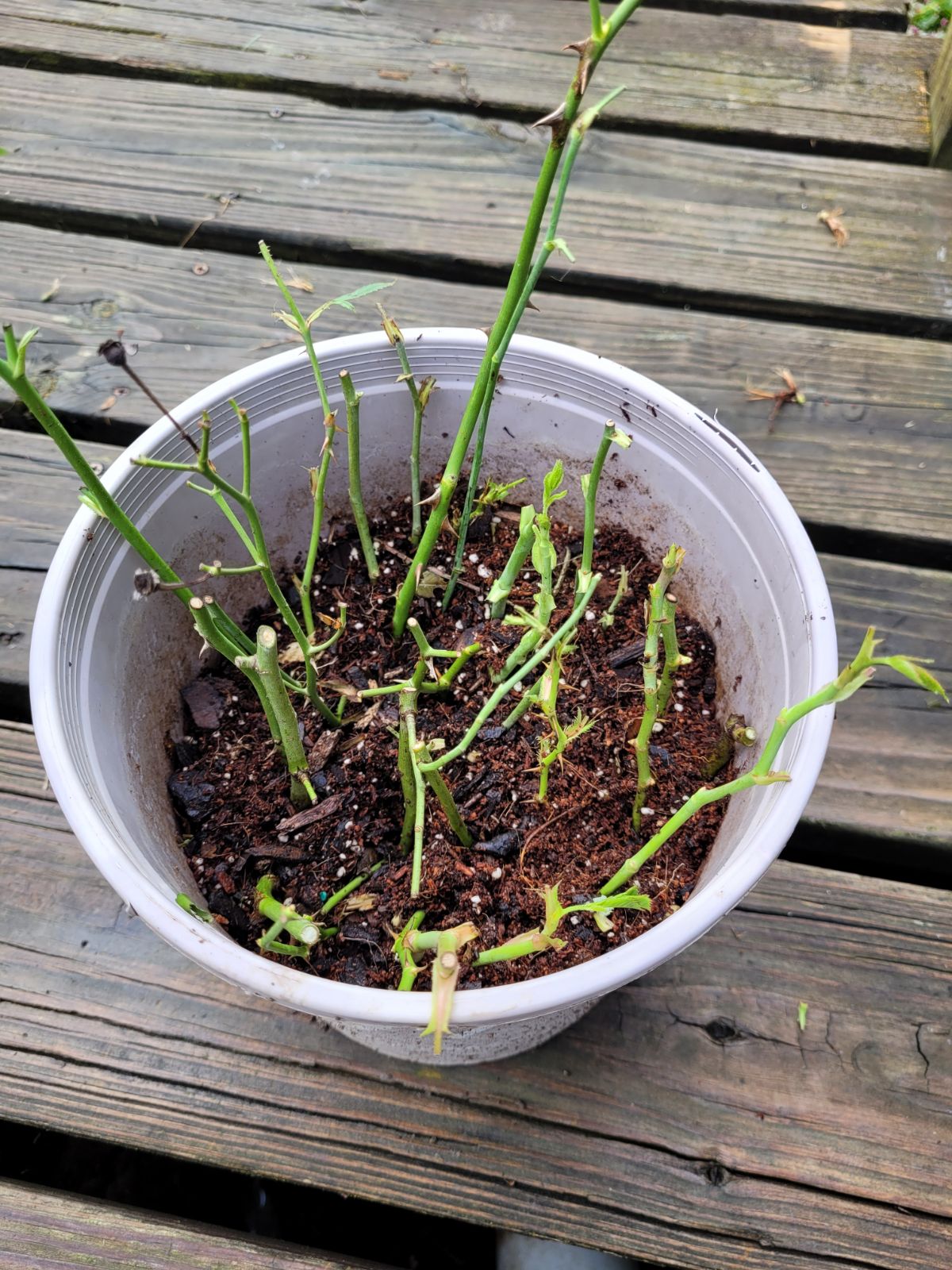 Rose cuttings being rooted in a planting medium