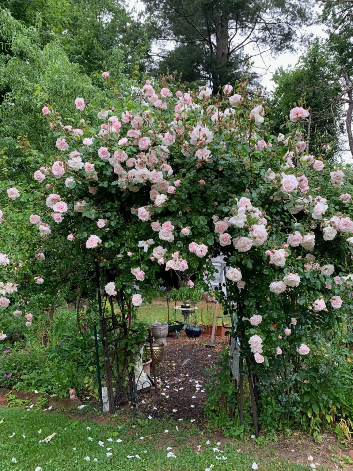 10 of the Most Delightfully Fragrant Roses You Can Grow - Gardening